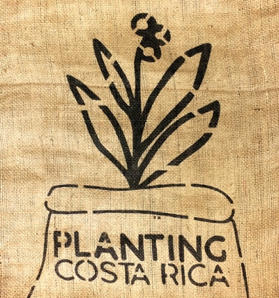 Costa Rica Planting