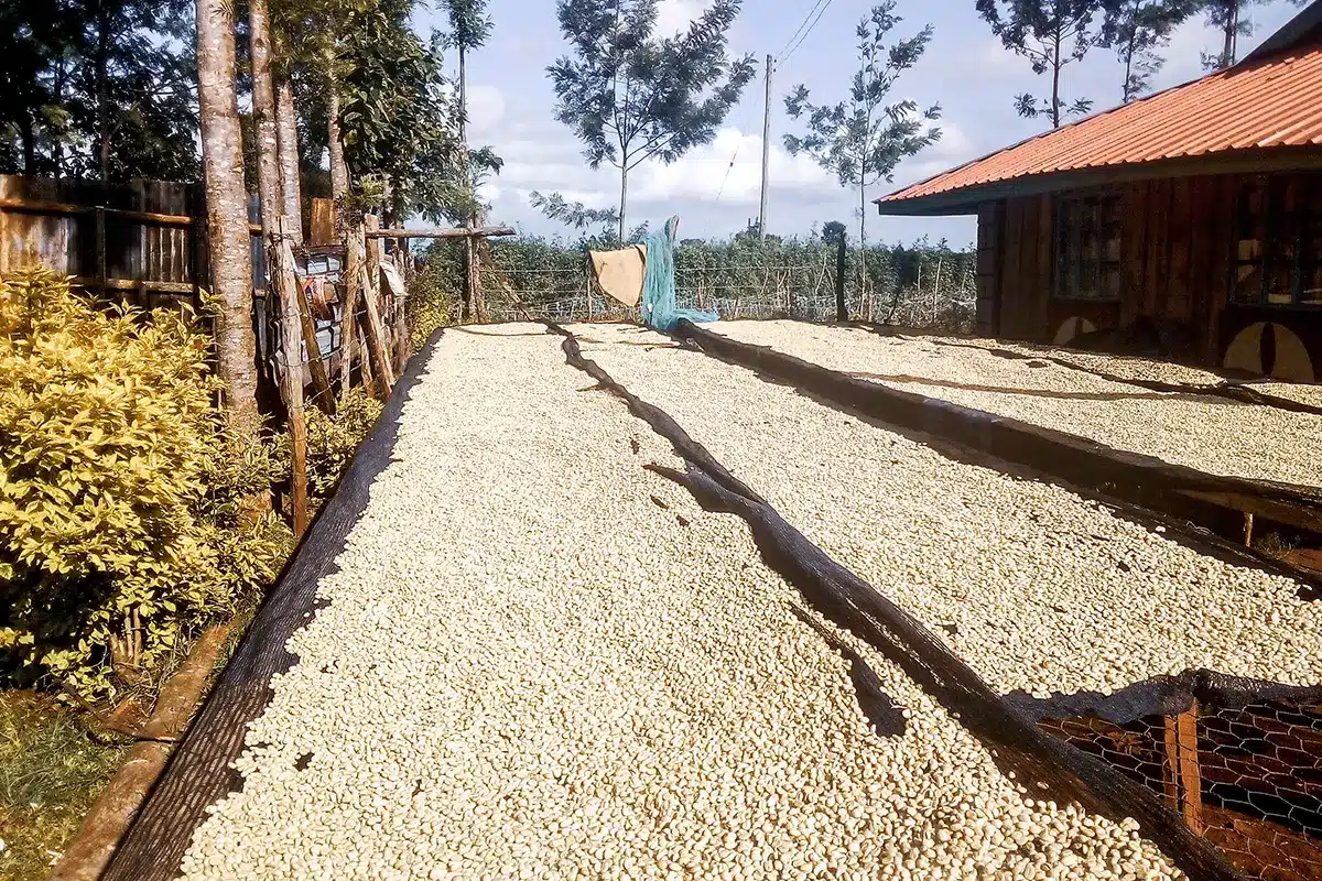 Coffee Profile – Kenya, Gerald Njagi – Washed Anaerobic
